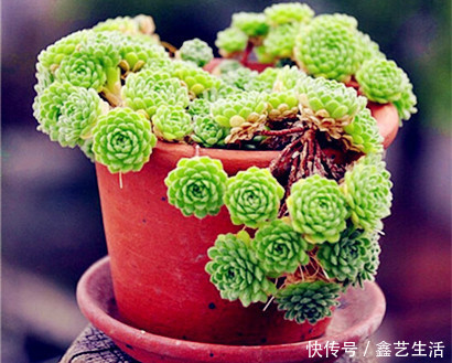 春天“5点”多肉养肉法,让肉肉蹭蹭长爆盆