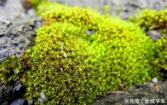 小天地|养不好花、树，就去野外“挖苔藓”做盆景，不仅美观，还能吸废气！