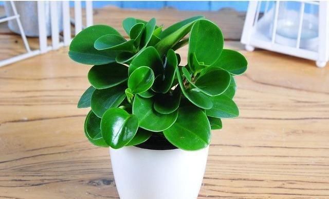 它叫“小家碧玉”，懒人轻易“养不死”，客厅养一盆，净化空气