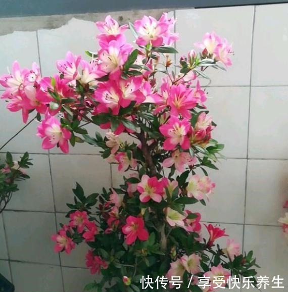 不会养杜鹃花,按小花匠这“方法”,根不烂叶不黄,年年花开不断!