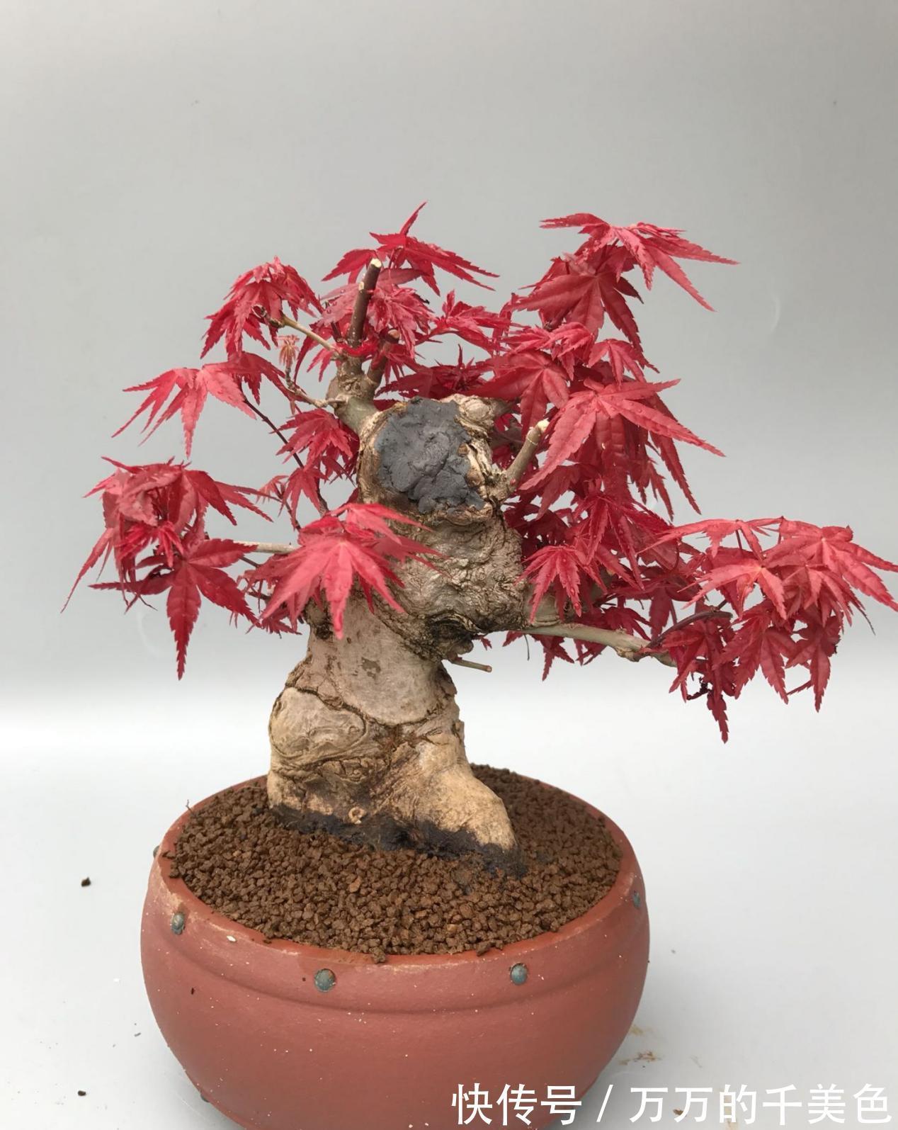 成活率|大蒜真是个“宝”，养花就有4大妙用，甭错过！