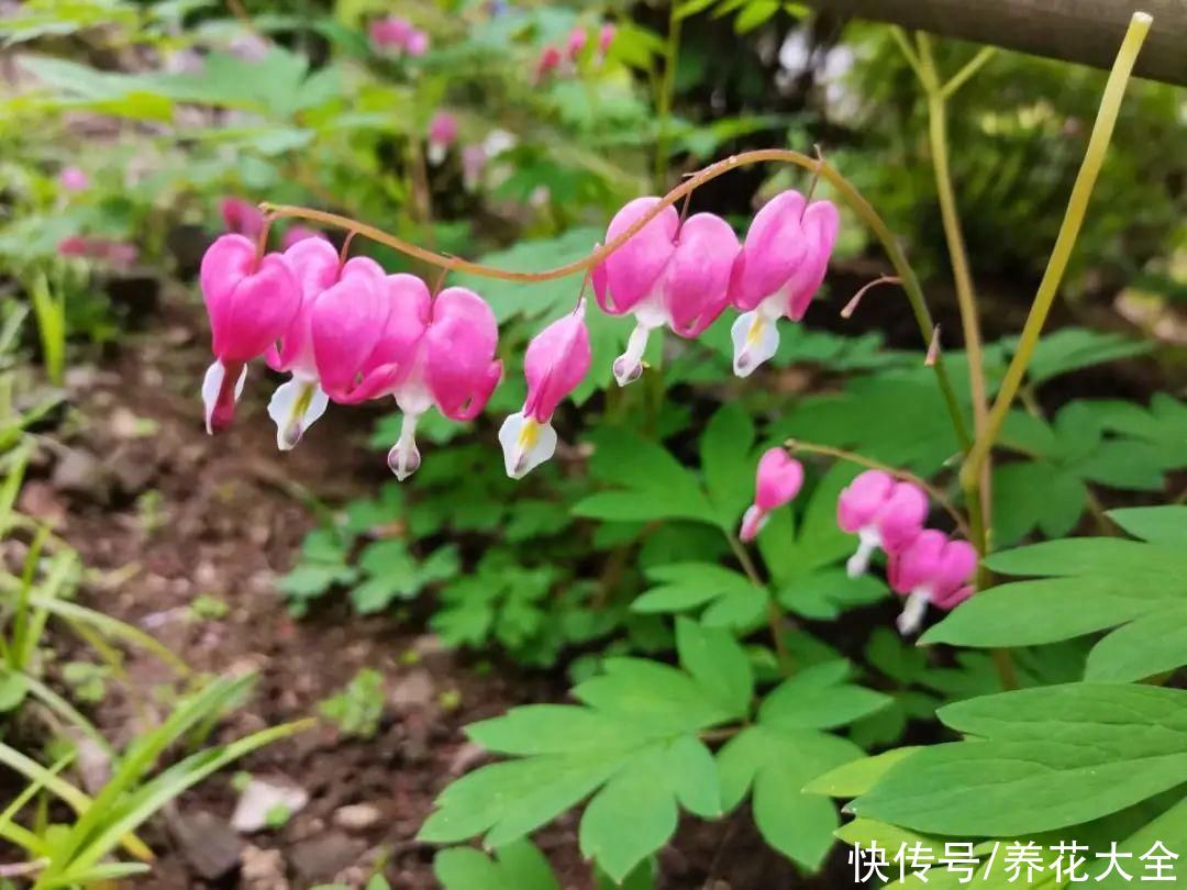 绿萝|家里别只养绿萝，15种精致耐阴花，光照不好也能长很美