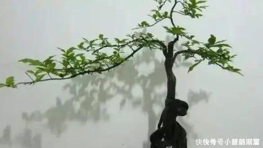 2种树很常见,学会养护要点,做成盆景大变样,5年养成万元树