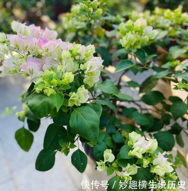 三角梅|45种三角梅品种,红、橙、黄、绿、白、紫,每一种都很好看!