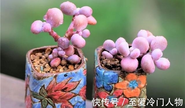 品种|哪个品种让你爱上多肉?我因为紫乐入坑,已经被养成了大老桩