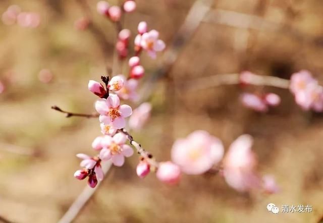 早春花枝俏，清水桃花朵朵开