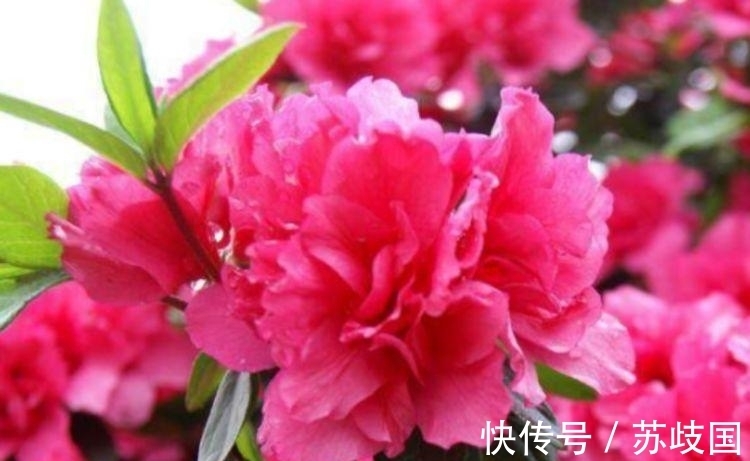 长寿花|阳台养花就选4种,一开就是大半年,漂亮又好养,四季花开不断