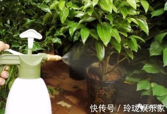 仙客来|给花卉喷水对不对听老花匠说4种花“喷水”容易死,别忽视