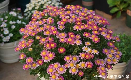 玛格丽特|阳台养花在精不在多,3种花好养又好看,值得养一盆