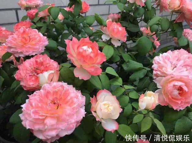 花芽|让“月季”开花不断学会3个方法,花芽嗖嗖冒,花大色艳开满盆