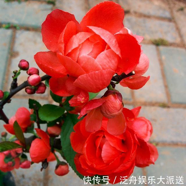 月季花|最恩爱的草花,姿色不输牡丹、月季花,双双对对、天长地久一起开