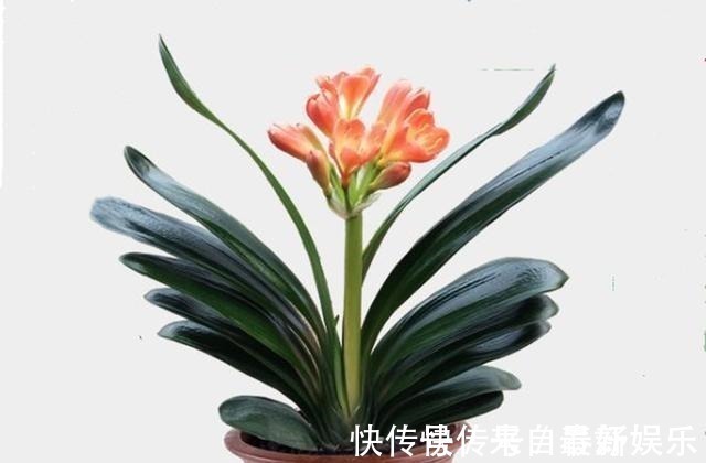植料|不管养兰花还是君子兰,只要弄明白这一点,咋养也长得好