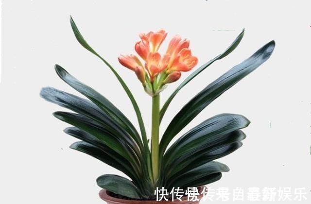 植料|不管养兰花还是君子兰，只要弄明白这一点，咋养也长得好