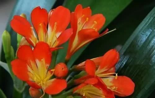 花卉|什么腐叶土都不如“这种土”,它才是养花的“万能土”,养啥都旺盛