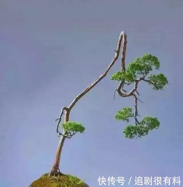 只有知道文人盆景的由来，掌握制作技巧，制作出完美的文人盆景