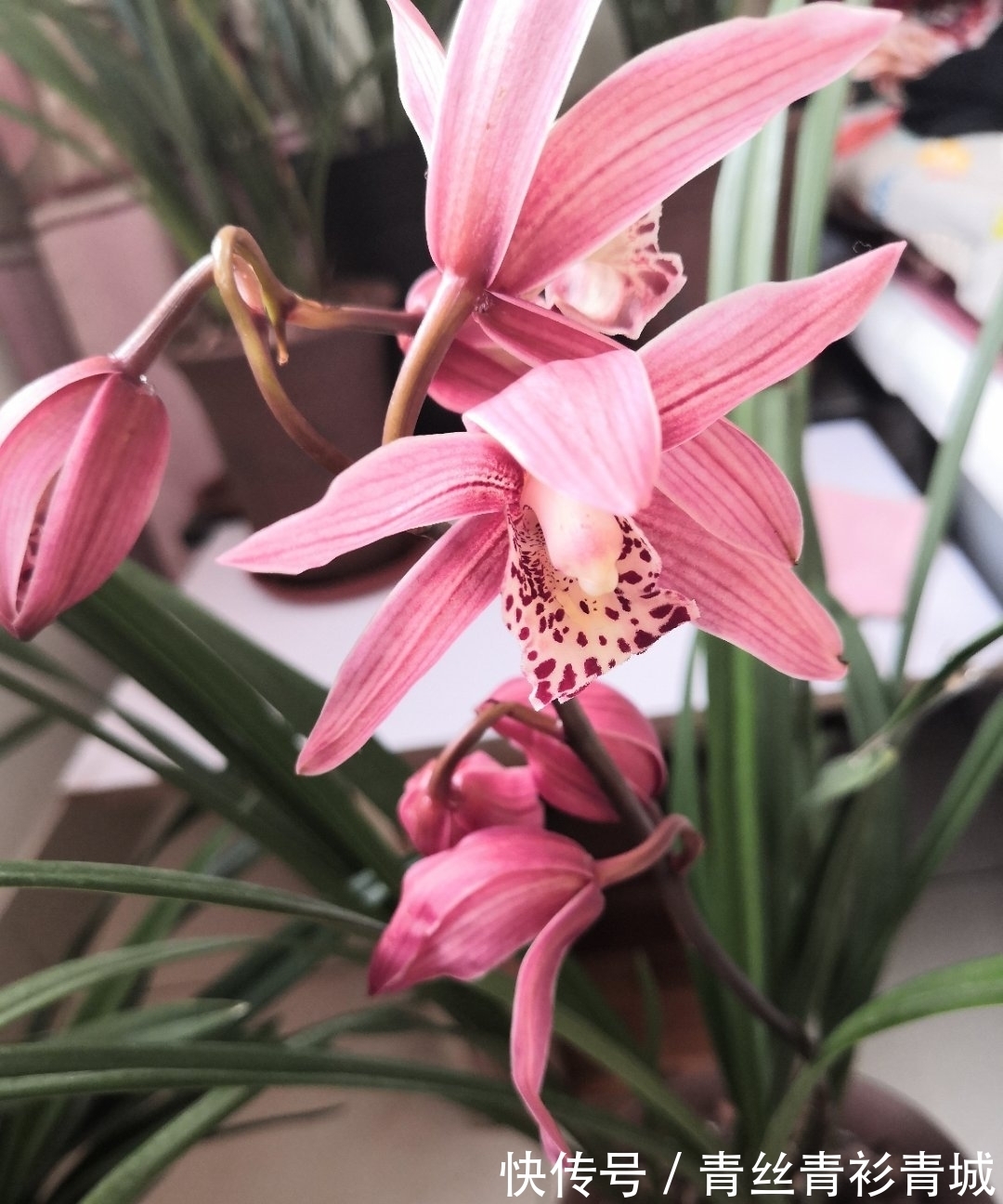 兰花根系弱，勤做“三动作”，花苞“咕噜”冒，清香宜人野性足