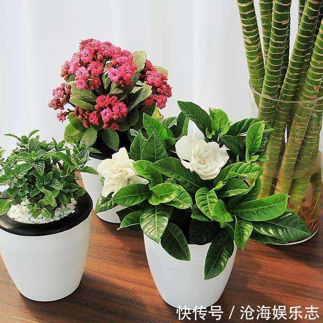 植物|橘子皮，养花的“极品肥”，天然无害，肥效温和