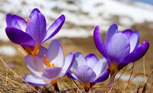 8月11日 8月26日 庭院选这几款花 花姿妖娆 四季开花 粉紫色 8月11日 8月26日 庭院选这几款花 花姿妖娆 四季开花 粉紫色