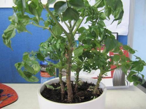 夏季|这4种“吉祥花”寓意富贵,养了就是赚了,家里人都受益