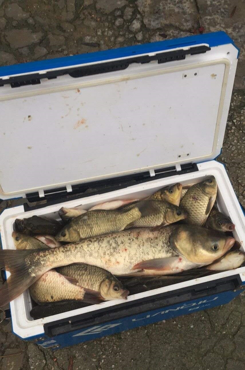 钓友|夏季手竿钓鲢鳙攻略，个头大遛鱼刺激，新手都可掌握