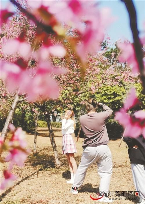 老年|厚街两公园成赏花胜地