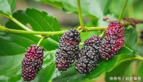 果汁|痛风的“死对头”被揪出!喝水时加点这4样,降低尿酸,预防痛风