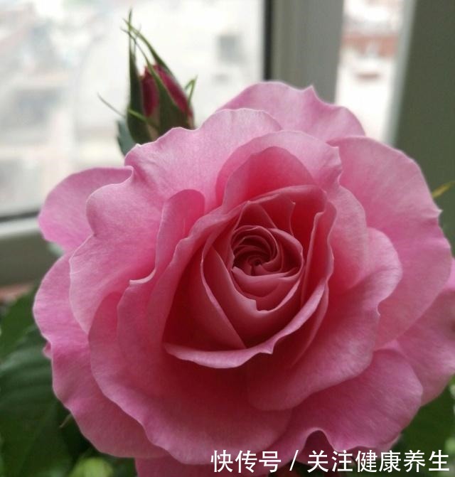 谁说月光族就不配养花这20种月季花月薪3000也能养!