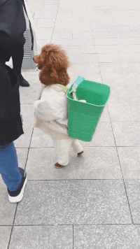 |搞笑趣图:为了给闺蜜拍个照,妹子也是够拼了