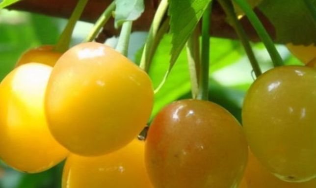 平安果|老人年纪大了身体变差,家中多准备3种长寿果,寓意健康长寿