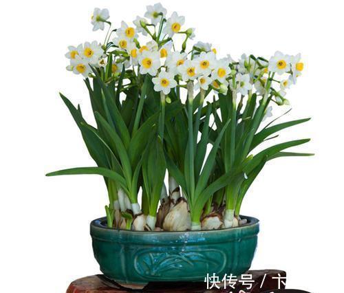 卧室养花避开这5种,熏得头晕脑胀,最容易失眠