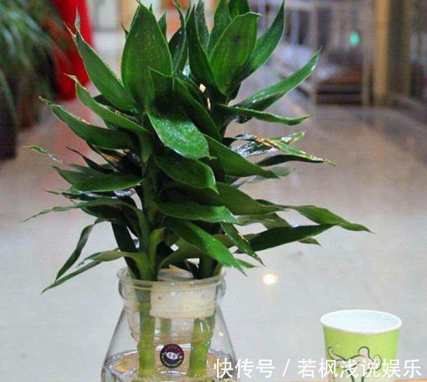 水培植物怕烂根?练就这项技能,啥烦恼都没了