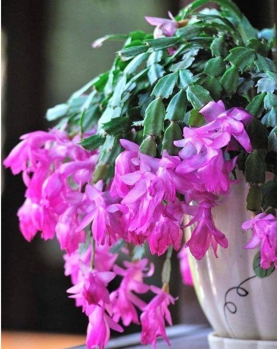 花开满枝比兰花都美!丢土里就能活,价格便宜容易爆盆