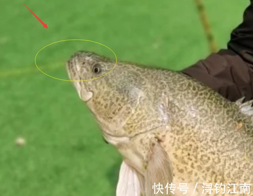 江西钓鱼人发现“新鱼种”，有人说是虫纹石鲈，会不会“泛滥”？