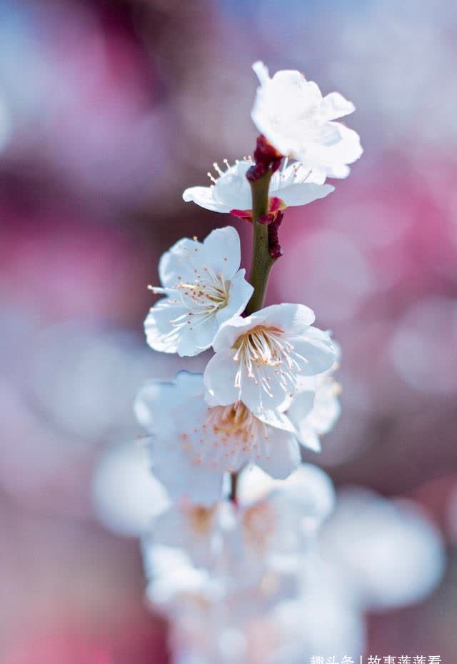 桃花|9天后，桃花宠幸，全心全意，兜兜转转，鸳鸯壁合，余生相守不弃