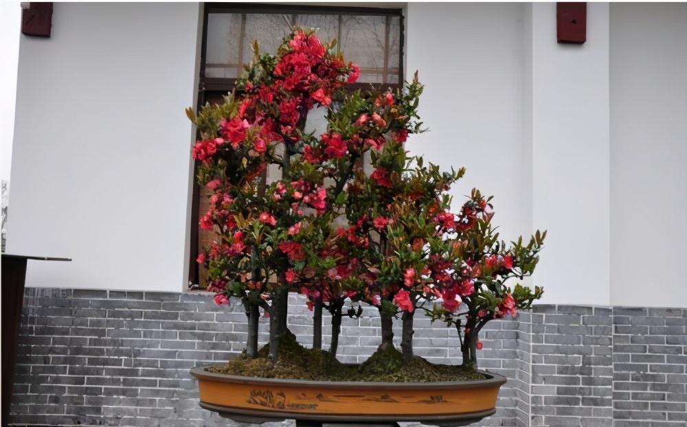 天气温差变化大,就养这种花卉,耐寒又耐旱,只要浇点水就能活