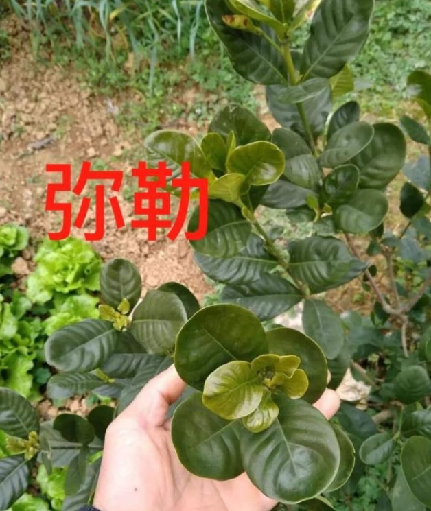 栀子花居然也有这么多品种,一个比一个香,叶子越小越值钱!