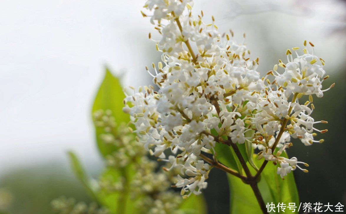  花友们|这种花叫女贞花，小巧精致，比桂花还美，就是味道有点怪