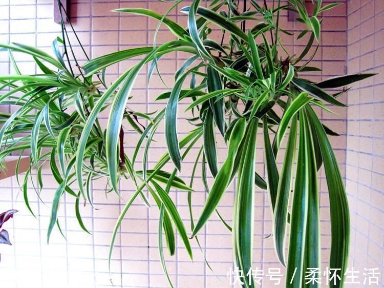 这6种花适合养在书房，提升品位观赏性强，还能净化空气提高效率