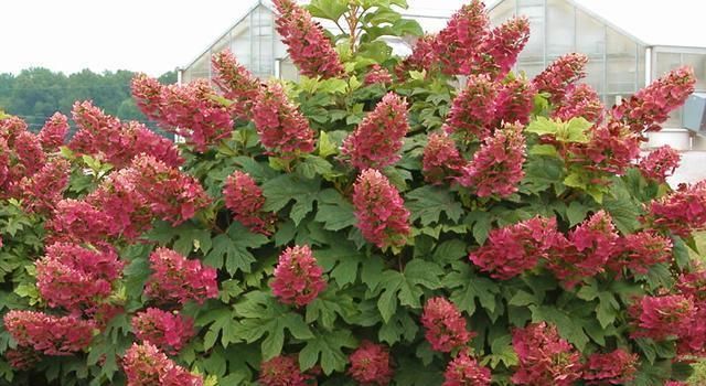 绣球花|托尼老师教您修剪绣球花,记住简单两点,拿剪刀的手再也不抖啦