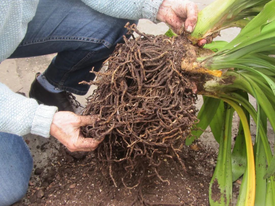 朋友|为啥很多朋友在家里养不好君子兰,有可能一开始就买错了