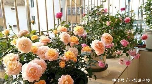 最厉害的养花营养液，给花喝一勺，猛长新叶，花开满盆