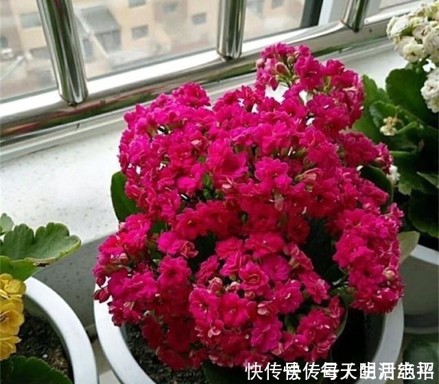 浇花|厨房1种“液体”，倒掉了可惜，殊不知是养花“钾肥”，养啥都旺！