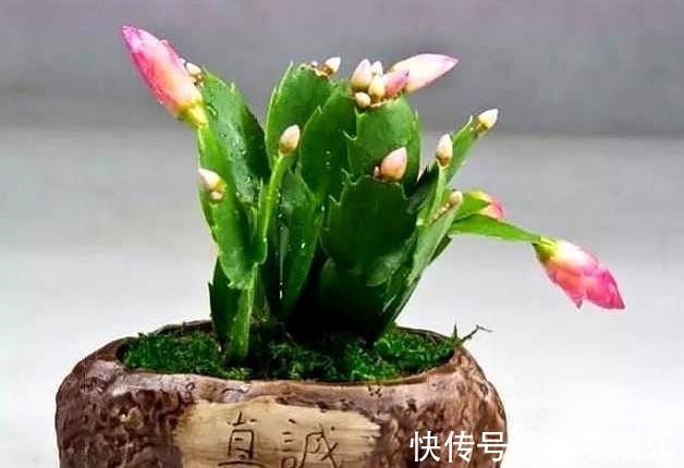 没嫁接的蟹爪兰,移栽有“讲究”,做好第一步,后期养护才简单