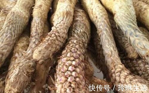 补肾|5类天然的“雄性激素”,男性若能常吃,补肾益精,魅力十足