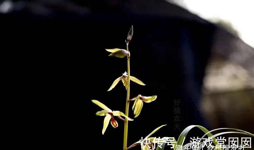 兰花春化的技巧，谨防花苞在冬眠期复苏，新手兰友想做却不敢做