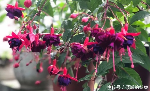 喜欢养花,不如养盆花中精品,花朵明亮而金黄,美不胜收