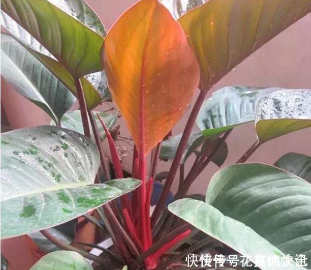 最有仙气的4种花，迷人的花朵，财运爆发，事业风生水起！