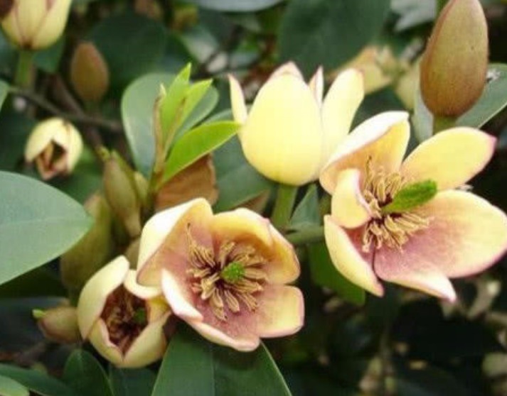 家里养此款花卉，便宜又好养，花开娇艳美不胜收，一年四季都赏花