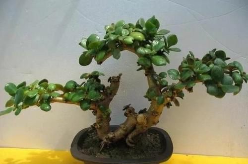  持树干粗壮|玉树扦插很简单，剪下几根老枝，插在花土里，蹭蹭冒大白跟