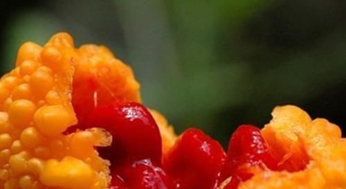 以说很多|大妈街头卖这种黄色水果,外行人吃只吃皮,内行人吃只吃籽